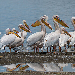 Nakuru NP - White pelicans